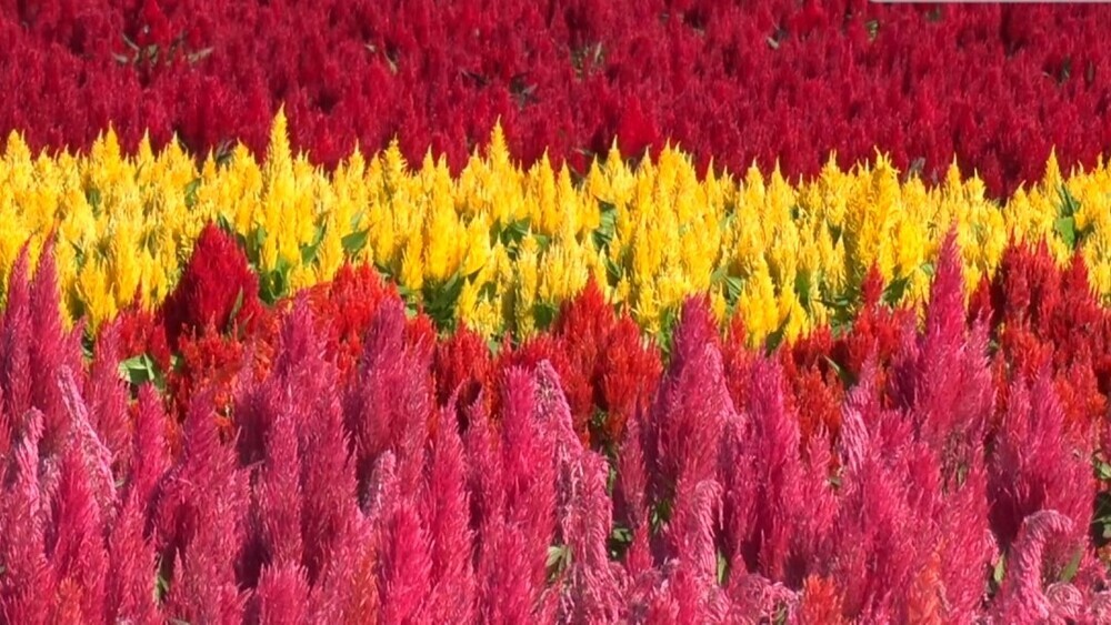 燃え盛る炎のような花「ケイトウ」 東京ドイツ村で見ごろ！