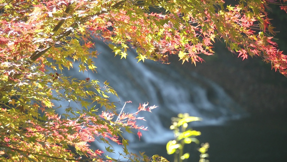 関東一遅い紅葉名所・養老渓谷　例年より早く見頃を迎える　急な冷え込みで