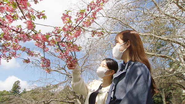 ザ・サンデー千葉市　４月～春本番♪桜の名所で楽しもう！～