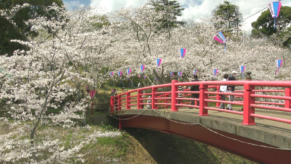 千葉県・北総随一のサクラの名所　城山公園でソメイヨシノが見頃　夜桜も