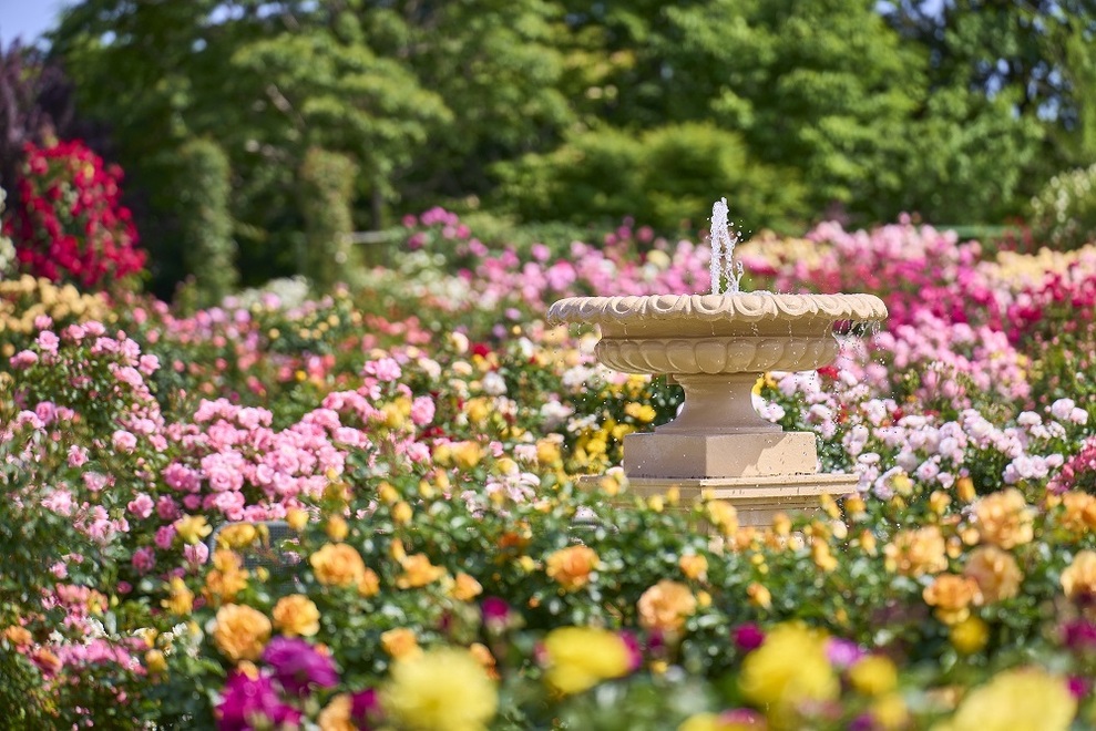麗しき“花の女王・バラ”ハイシーズン到来！千葉県内バラ園 4か所の特徴まとめ