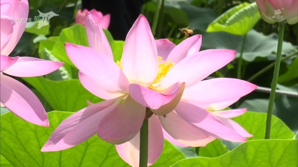 千葉公園 古代の花「大賀ハス」満開 鑑賞は早朝から午前中がおすすめ