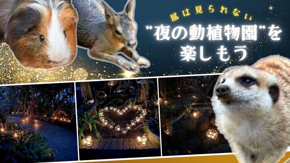 【おでかけ】キャンドルで幻想的！昼間は見られない“夜の動植物園”を楽しもう