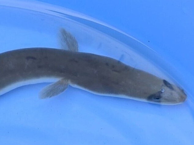 白子町の小学生がウナギの稚魚60キロを放流 チバテレ プラス