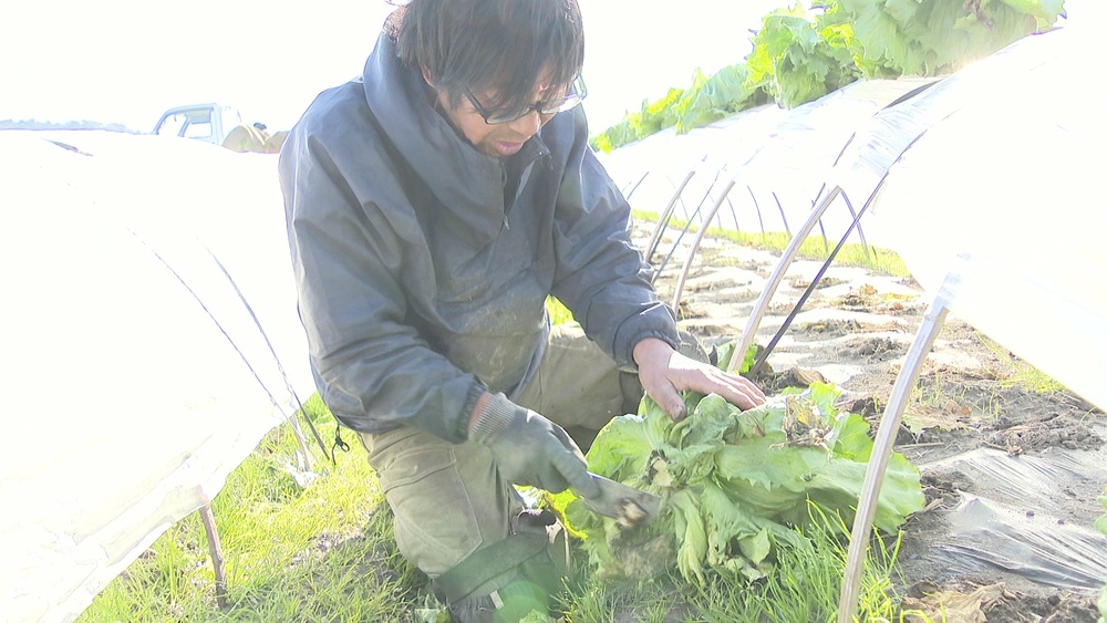 甘くてみずみずしい千葉・館山の「かんべレタス」　出荷ピーク迎える