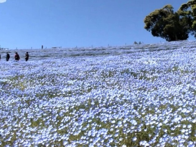 淡いブルーの可憐な花 “ネモフィラ”千葉県富津市のマザー牧場で約80万本満開