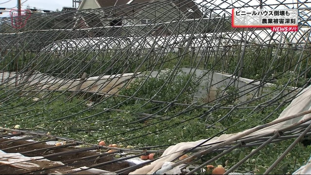台風影響　ビニールハウス倒壊も　千葉県内の農業被害深刻