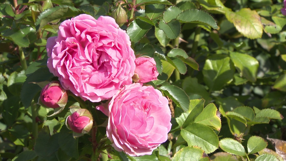 香り豊かな秋バラ７０００株が見頃　千葉・八千代市の京成バラ園で１１月下旬まで