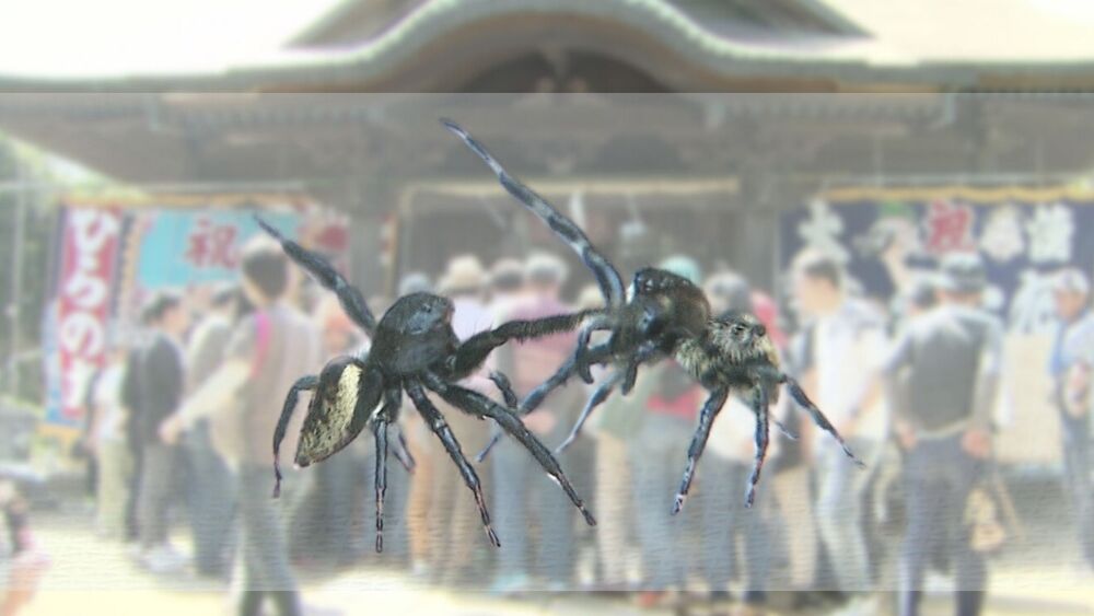  富津市の“くも合戦”「プロジェクト未来遺産」登録  日本ユネスコ協会連盟