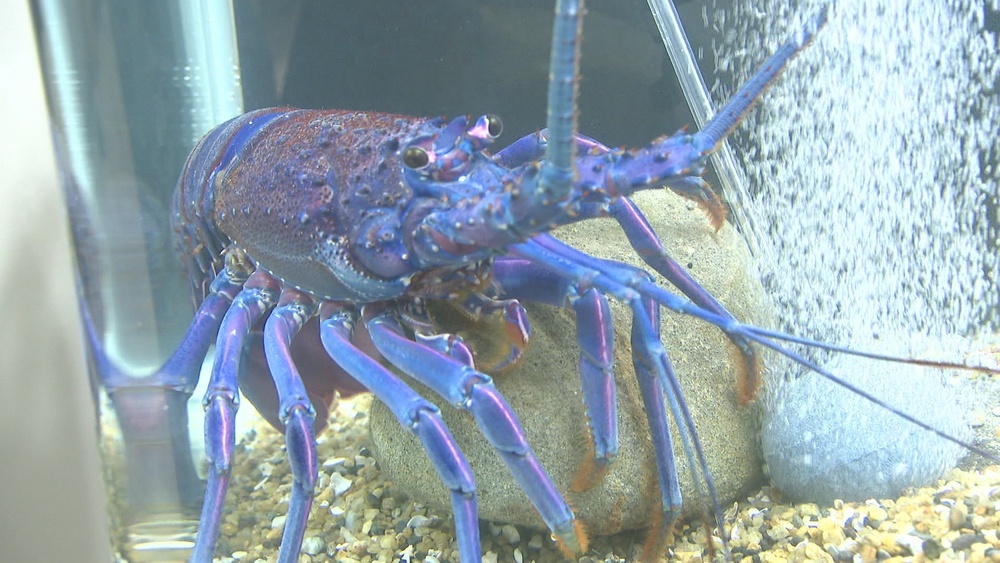 非常に珍しい色をしたイセエビが展示　千葉・勝浦市の海の博物館で