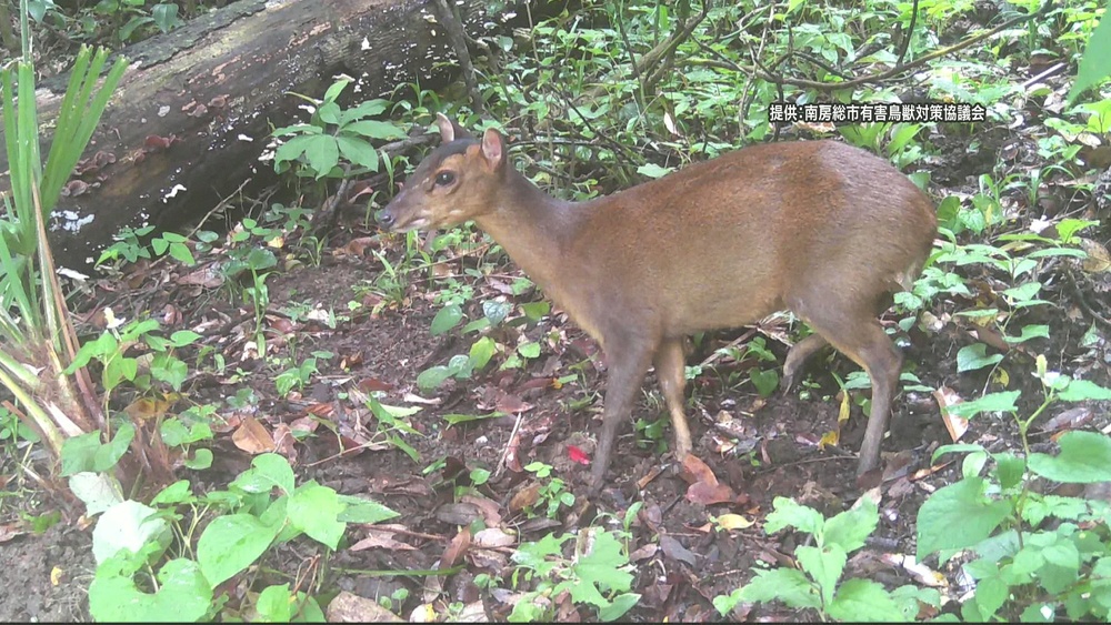 生後わずか半年で妊娠！千葉県南部を中心に年々深刻化する「キョン」の被害