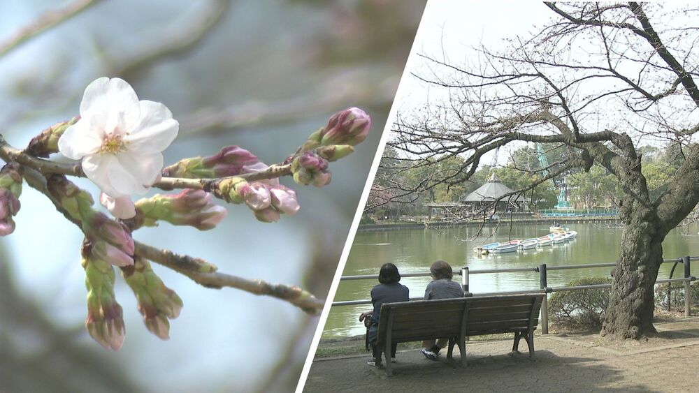 千葉県内各地で２０℃超　千葉市のサクラも開花が近そう