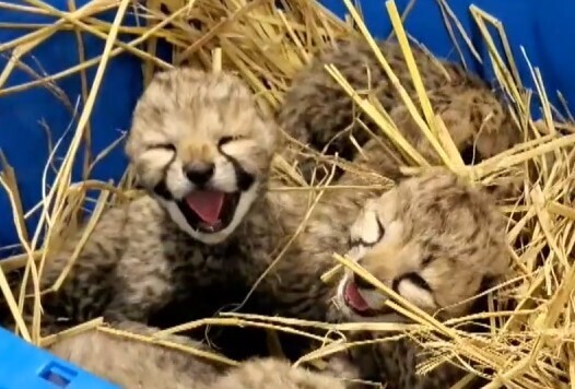 チーターの赤ちゃん6頭に癒されて 千葉市動物公園