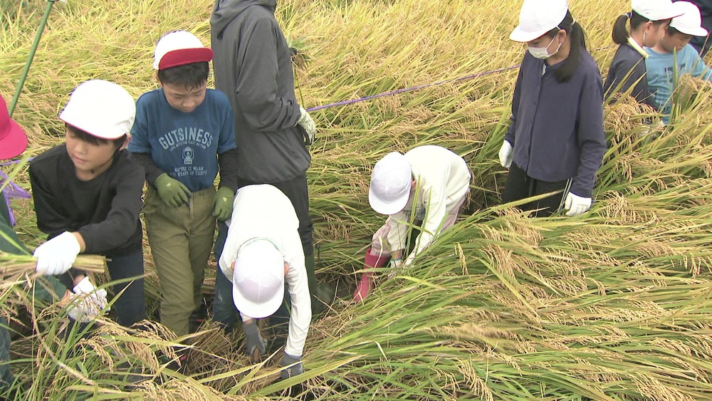 「農業の大変さ ありがたさを」　船橋市の小学校でコメ作り体験　収穫の日迎える