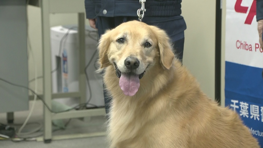 自慢の鼻でお手柄　警察犬が行方不明の男性を発見　千葉・佐倉警察署から感謝状