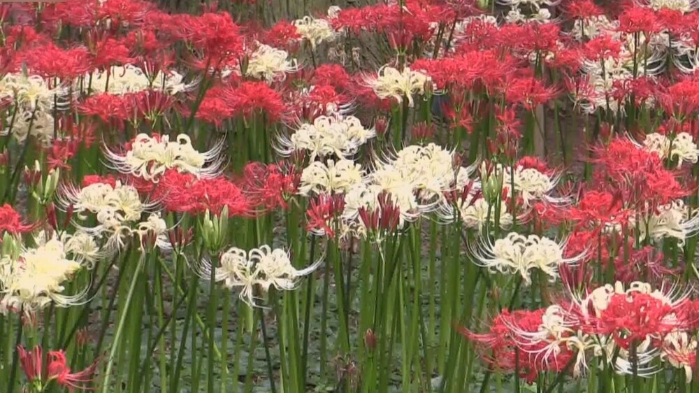 初の彼岸花祭りを開催中！20万株超が見ごろ 千葉県八千代市の村上緑地公園