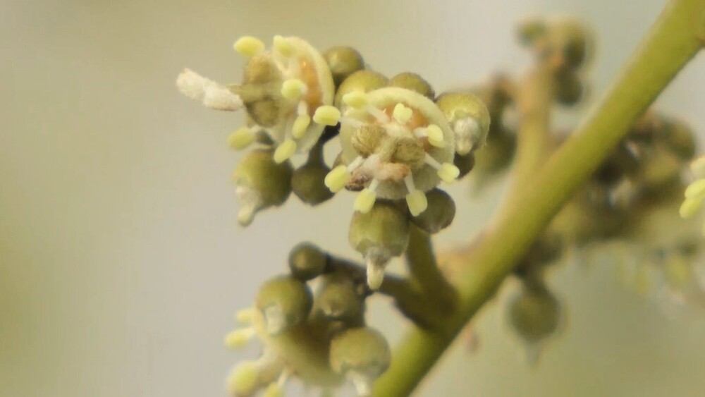 国内では珍しい「ライチの花」が開花　千葉市緑区の「千の葉ライチ圃場」