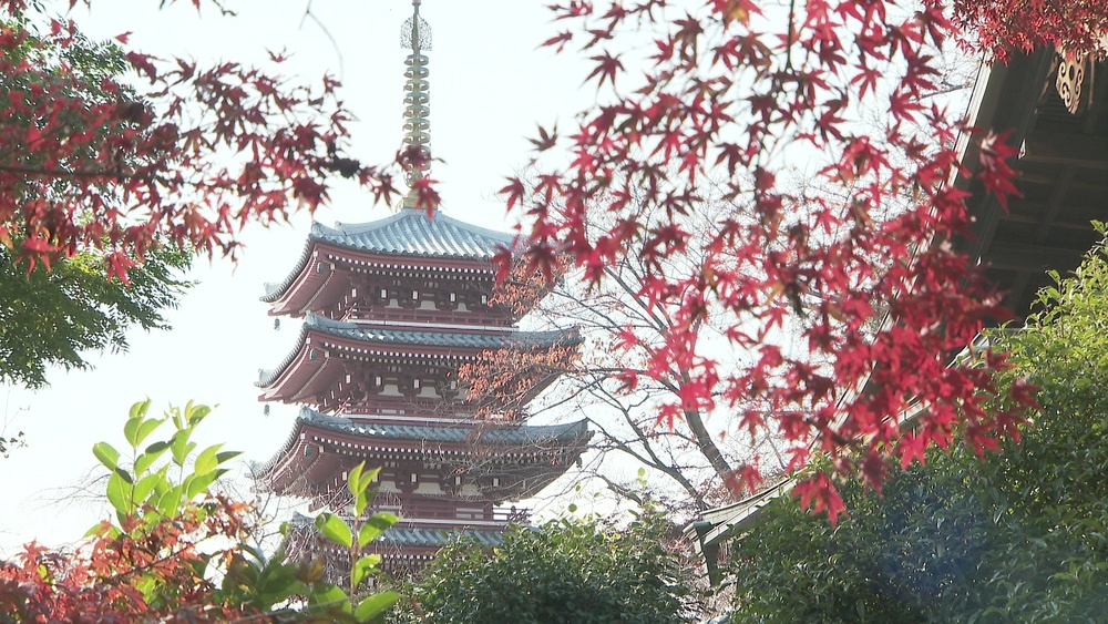 「あじさい寺」で知られる本土寺　紅葉が見頃迎え参拝者で賑わう　千葉・松戸市