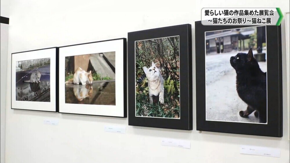 愛らしい猫の作品集めた展覧会 千葉県匝瑳市