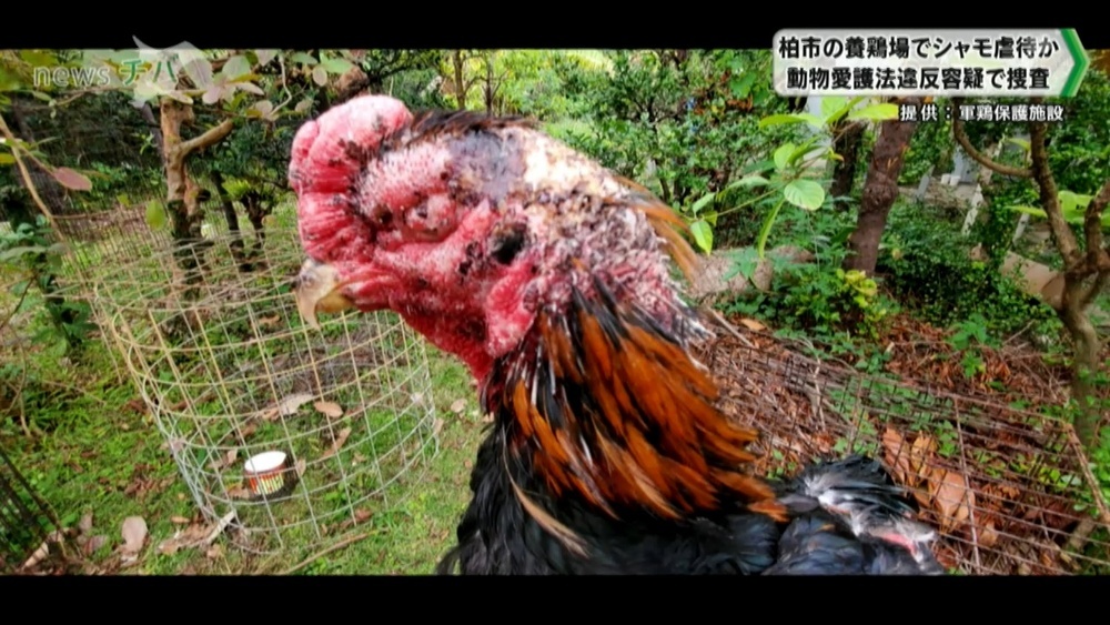 千葉県柏市の養鶏場でシャモ虐待か 動物愛護法違反容疑で捜査