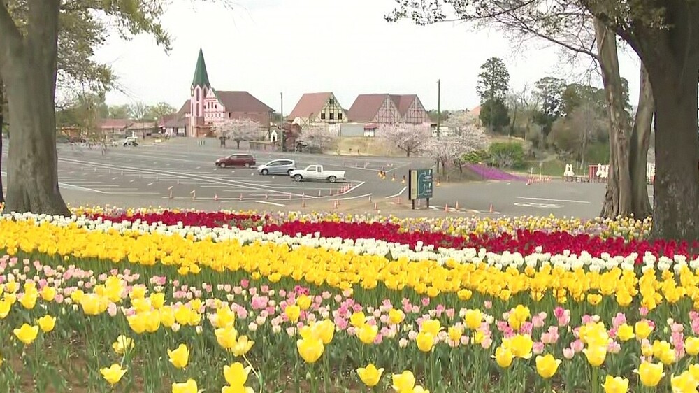 穏やかな春の日を満喫！７万７千株のチューリップ見頃　東京ドイツ村