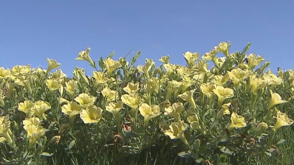  約2600株のペチュニアが園内彩る　千葉県袖ケ浦市東京ドイツ村 