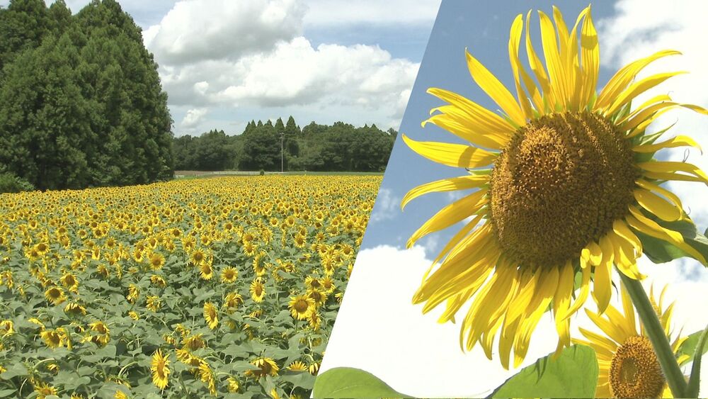 本格的な夏到来　ヒマワリが満開　季節外れの暑さ続き成長早まる　成田ゆめ牧場