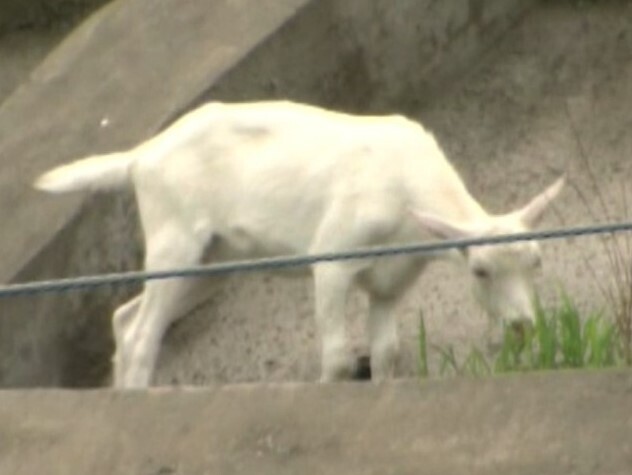 子ヤギが線路わきの崖に