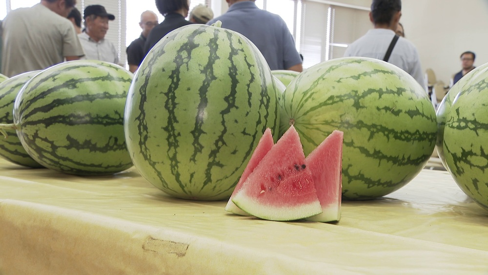 秋にスイカ？１０月上旬まで約５万ケース出荷　千葉県富里市で秋スイカ査定会
