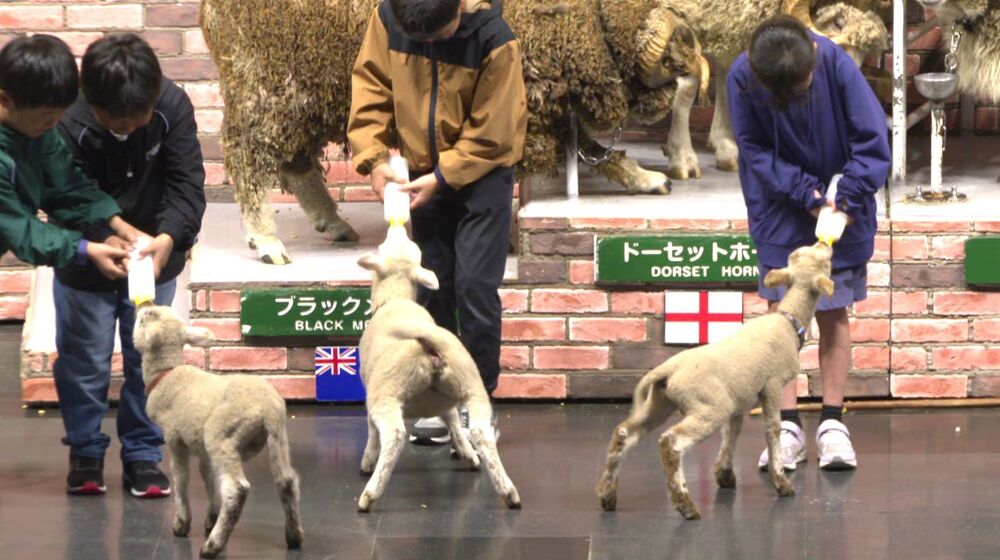 【期間限定出演】千葉県マザー牧場・赤ちゃんヒツジがショーで”ミルクごくごく”
