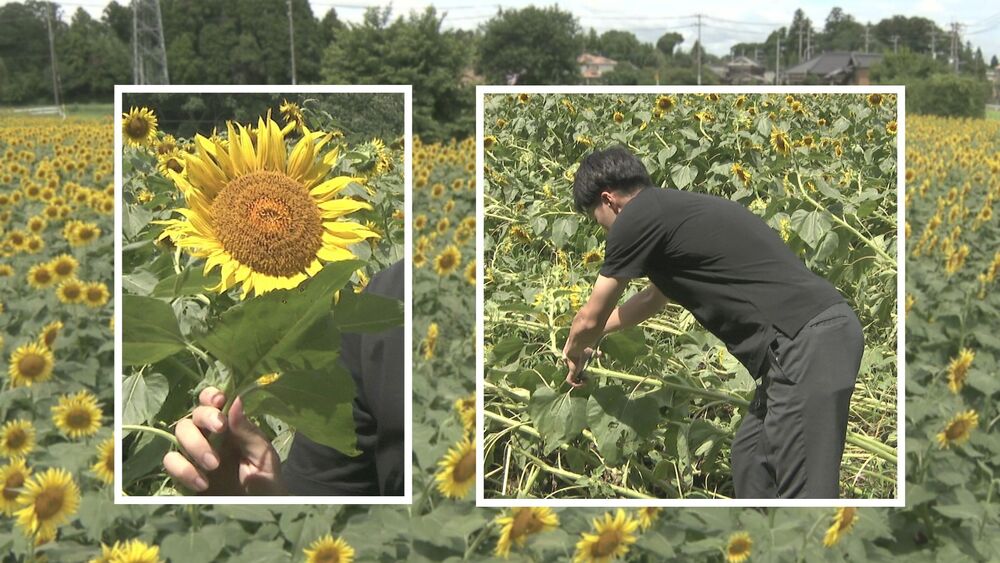 台風で傾いた花を持ち帰り夏を感じて…　成田ゆめ牧場で“ひまわり救出大作戦”