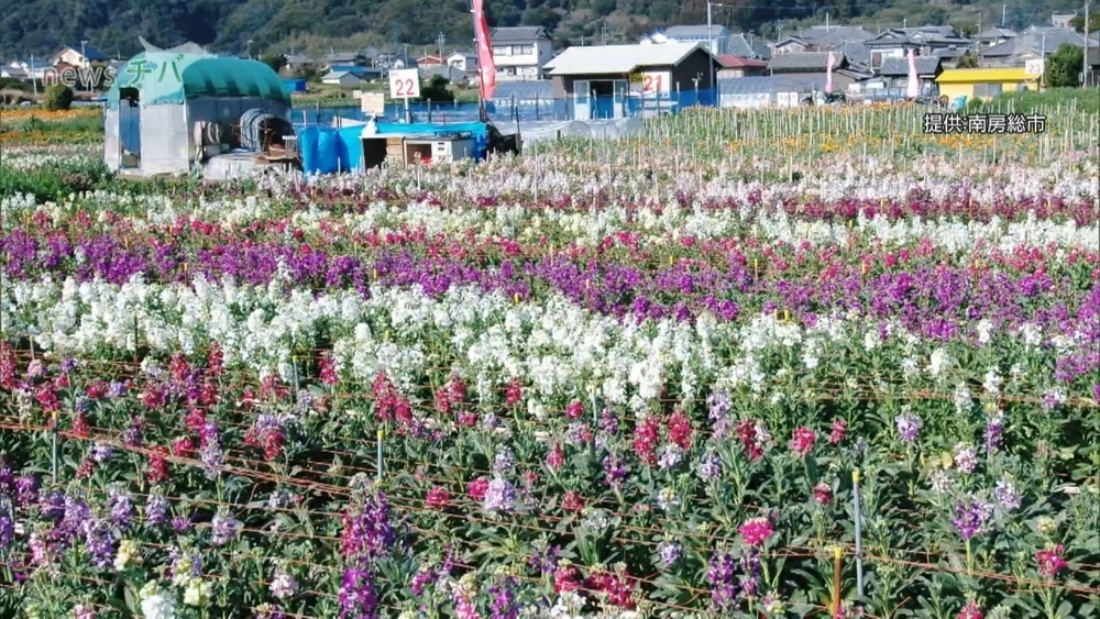 台風などで大きな打撃 千葉県南房総市 魅力あふれる花畑復活へ 支援募る チバテレ プラス