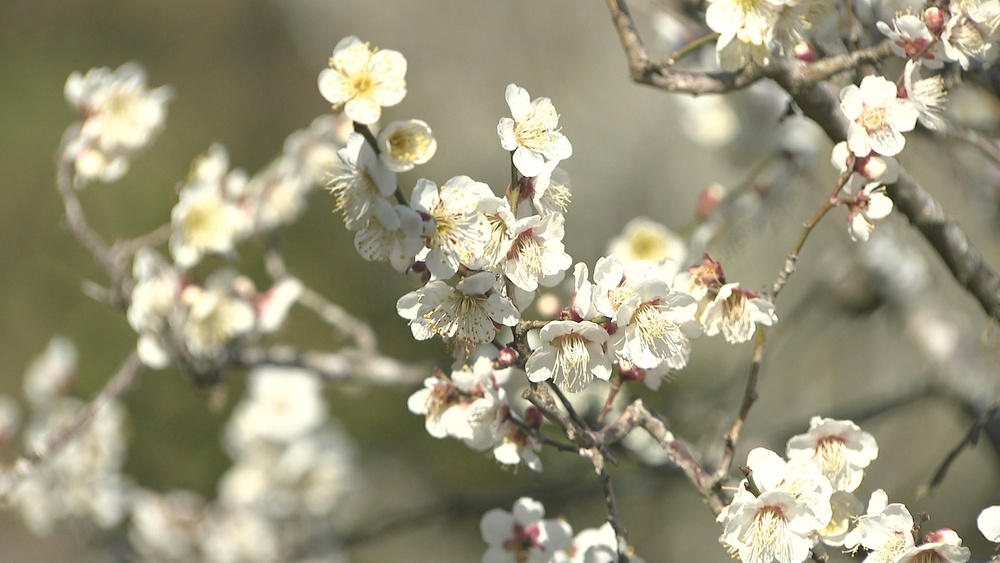 ３連休・中日　成田山公園のウメの花が見ごろ　３月上旬まで