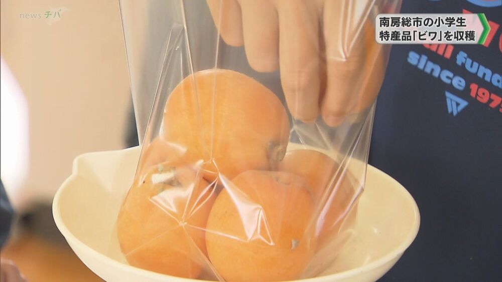 農家から手ほどき受け 小学生が特産品「ビワ」収穫を体験　千葉県南房総市