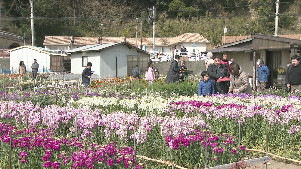 花摘みシーズン到来！　南房総市「白間津の花畑」観光客で賑わう