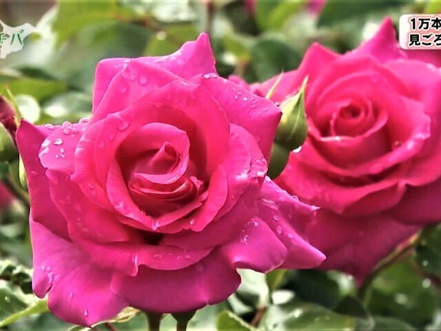 京成バラ園 １万本の「春バラ」6月上旬まで見ごろ！新作のバラもお披露目