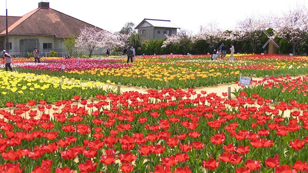 チューリップ６万本と桜の競演！千葉県匝瑳市「のさか花の広場」でチューリップ祭