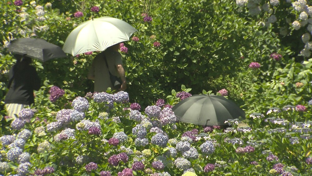 広大な敷地に２５０種類　約１万株のアジサイが千葉県茂原市の農園で見頃迎える