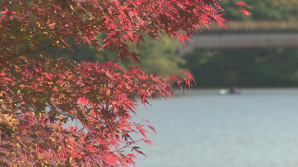 亀山湖で紅葉が見頃迎える　木々の葉が水面に映るスポットも　千葉・君津市