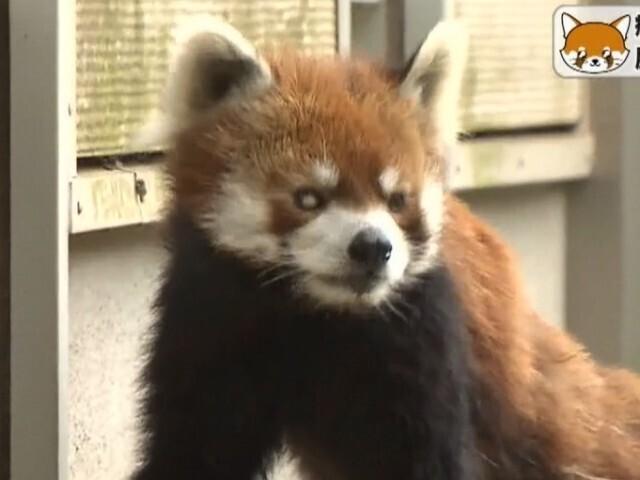 療養を終えた千葉市動物公園のレッサーパンダ 風太君 展示再開で元気な姿 チバテレ プラス