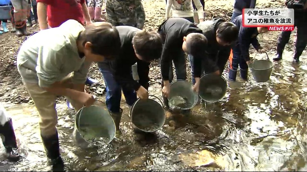 富津市の小学生ら　アユの稚魚２５００匹を放流