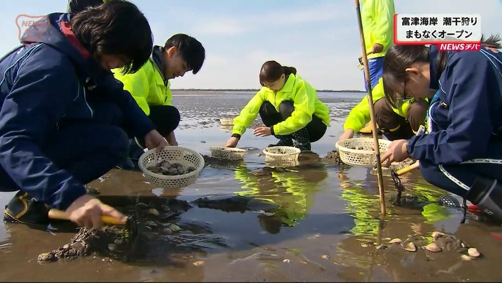 富津海岸潮干狩場まもなくオープン