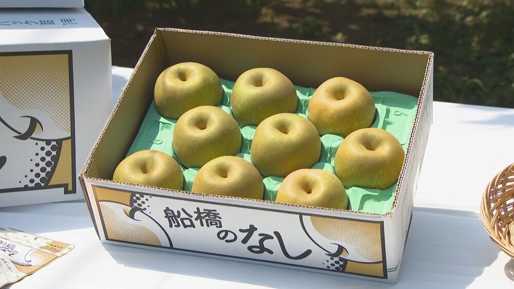 シャキシャキとした食感と甘い果汁たっぷり　千葉県船橋市産の梨「幸水」初出荷