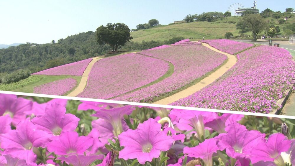 一面彩る鮮やかなピンクの花畑に２万株　「桃色吐息」がマザー牧場で見ごろ迎える