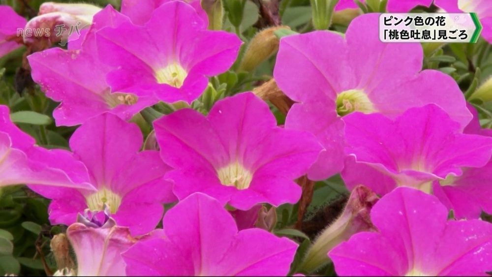 千葉県富津市でピンク色の花「桃色吐息」見ごろ