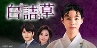 白詰草
