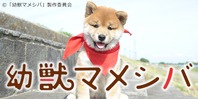 幼獣マメシバ(終了)