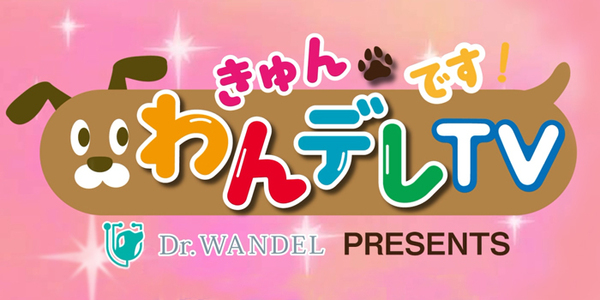 Dr.WANDEL PRESENTS きゅんです！わんデレTV（終了）