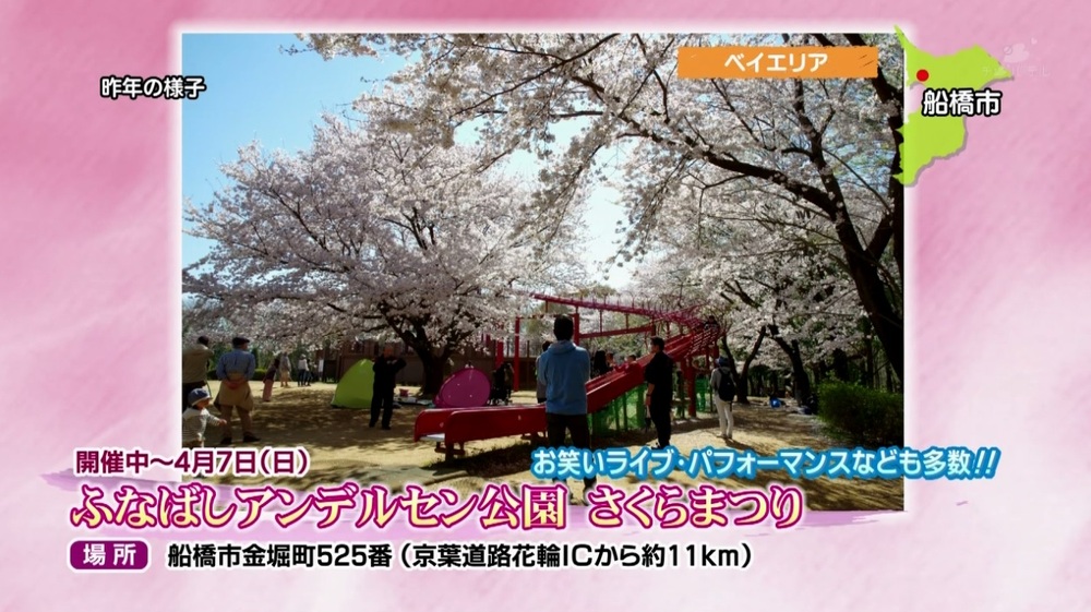 ふなばしアンデルセン公園で開催中 さくらまつり チバテレ プラス