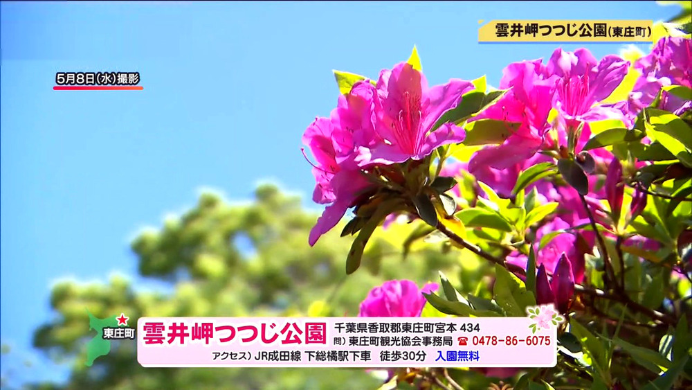 東庄町の雲井岬つつじ公園 見ごろ チバテレ プラス 東庄町の雲井岬つつじ公園 見ごろ チバテレ プラス